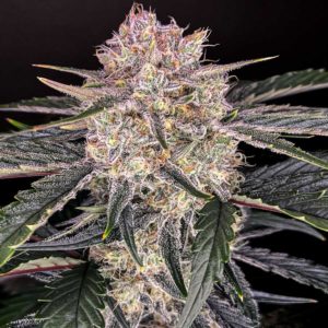 Apple fritter feminized indoor flower top cola