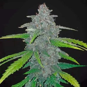 blue dream feminized indoor top cola