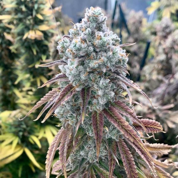 gary payton seeds feminized top cola