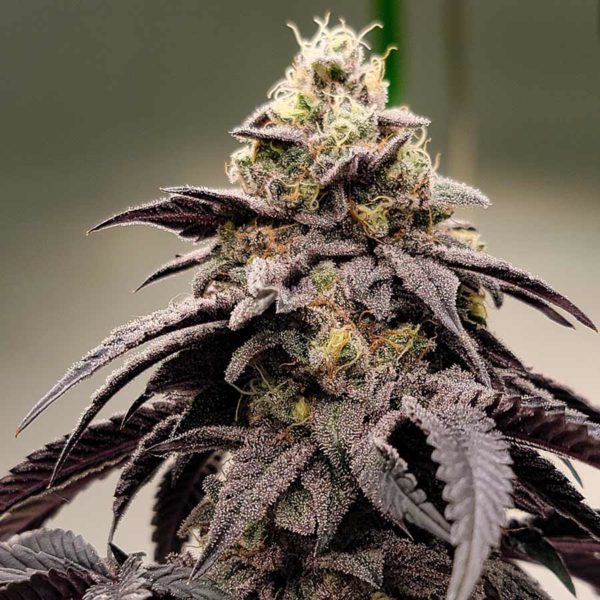 gelato 41 feminized seeds top cola of plant