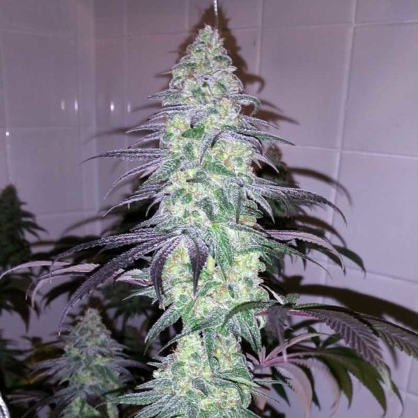 Ice cream cake feminized indoor top cola