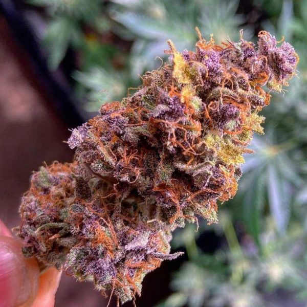 purple punch bud up close