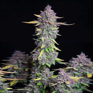 purple punch seeds top cola