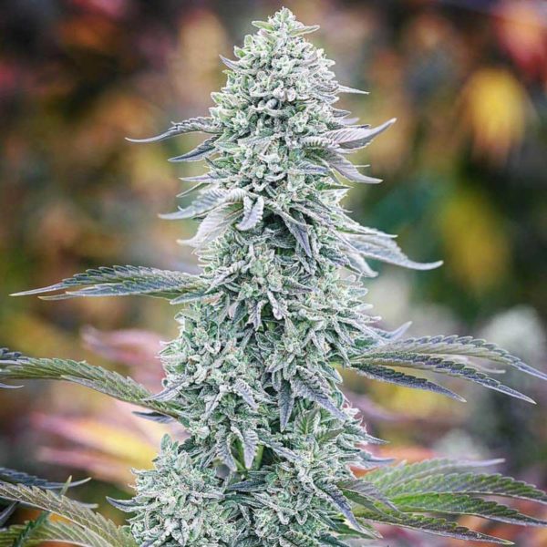 watermelon zkittlez feminized seeds top