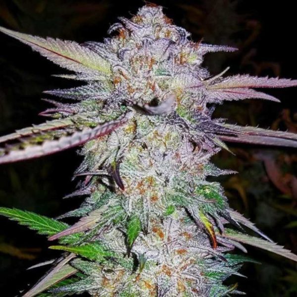 White tahoe cookies feminized top cola