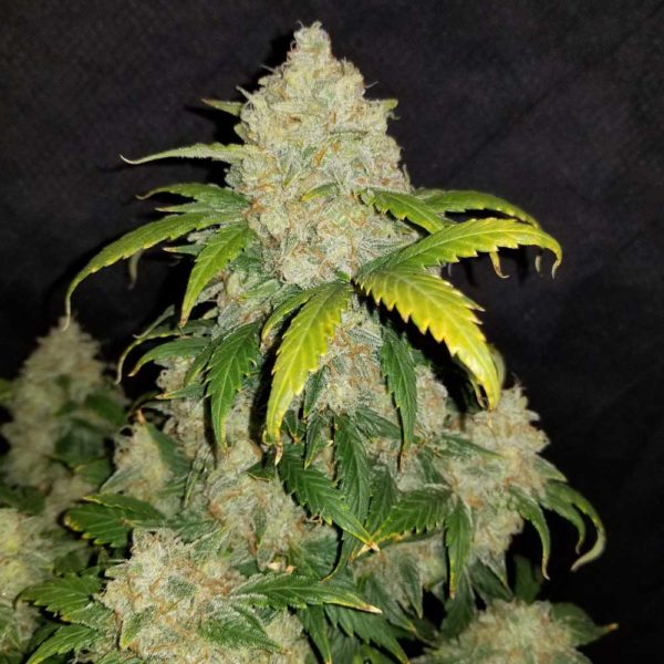 zkittlez feminized seeds top cola