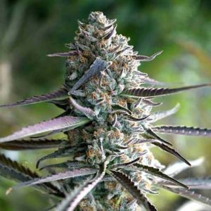 runtz feminized seeds top cola