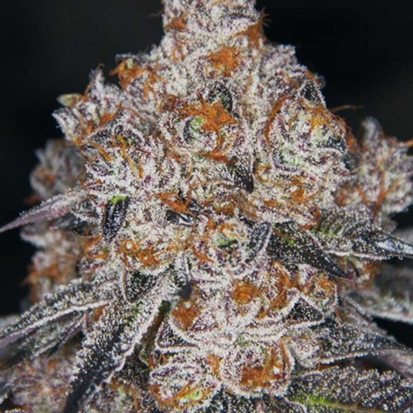 frozay nug close up