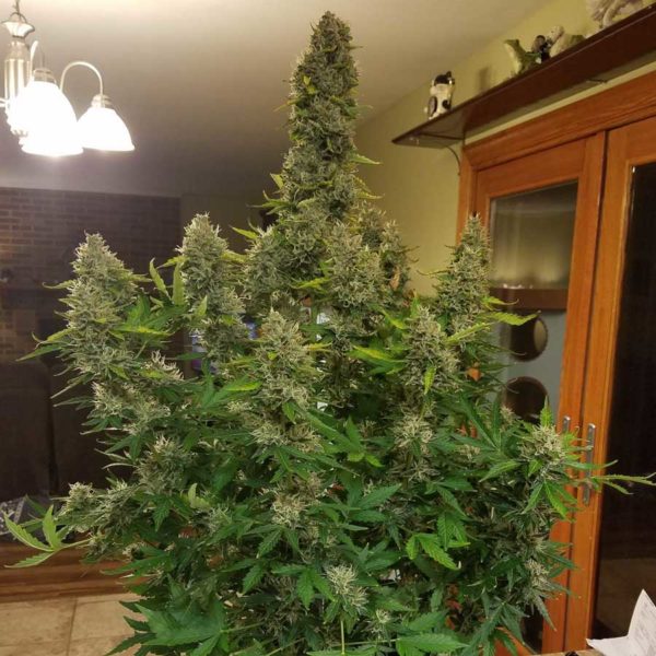 gorilla glue grow indoors