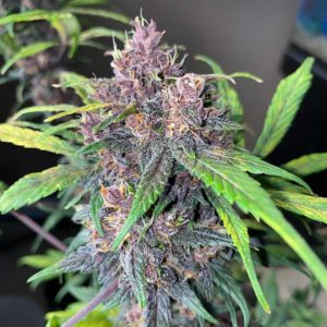 kush mintz feminized seeds top of plant