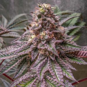 lava cake seeds feminized top cola