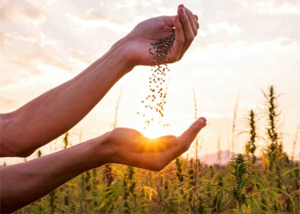 About OG Seeds hands pouring seeds with cannabis background