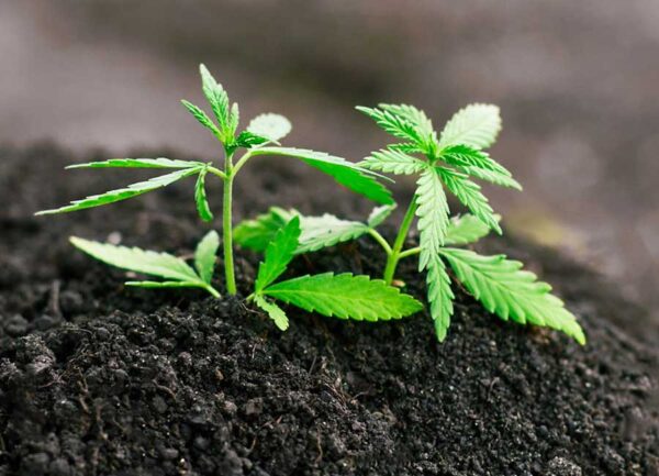 Best Cannabis Fertilizer for Growing