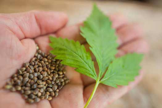 Hand with feminized seeds in hand