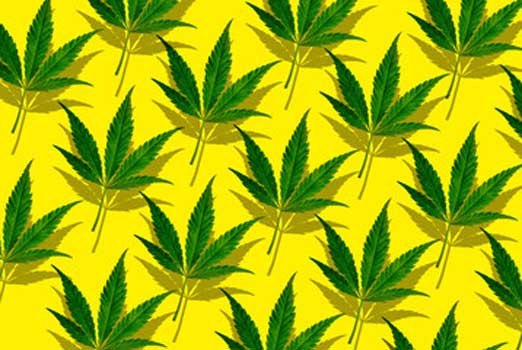 Indica strains yellow background