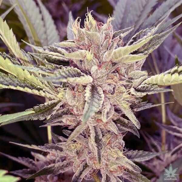 Cookies Seeds Feminized - Image 2