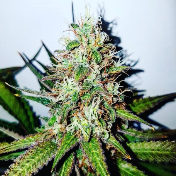 Cookies Seeds Feminized - Image 3