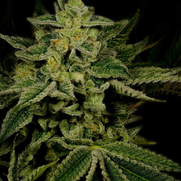 Jack Herer Seeds Feminized - Image 3