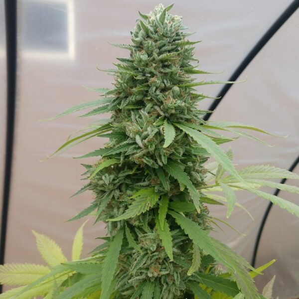 Jack Herer Seeds Feminized