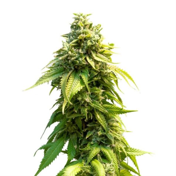 Pineapple Express Seeds Feminized - Image 3