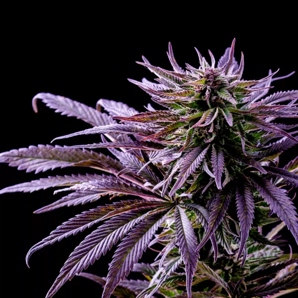 Purple Kush Seeds Autoflower - Image 2