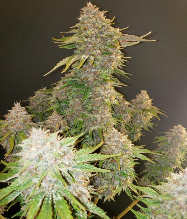 Strawberry Cough Seeds Feminized - Image 2