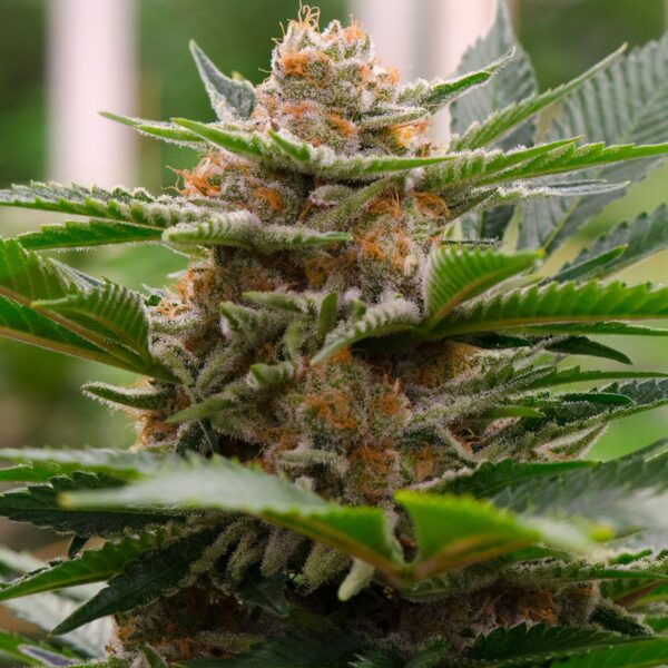 Strawberry Cough Seeds Feminized