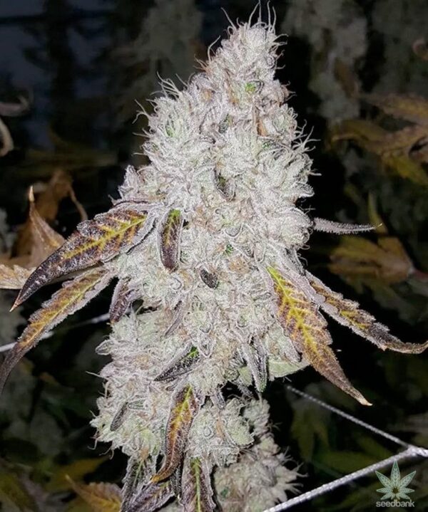 Super Silver Haze Seeds Feminized - Image 3