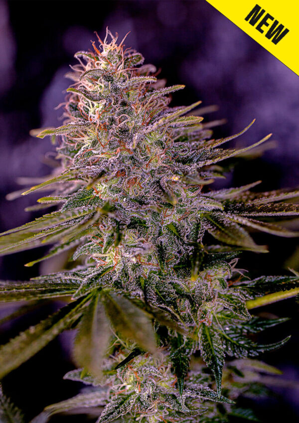 Purple Haze Seeds Feminized