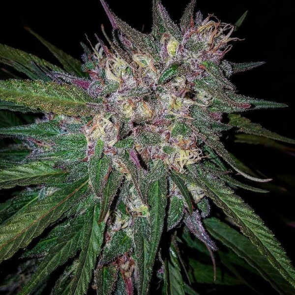 Granddaddy Purple Seeds Feminized - Image 2