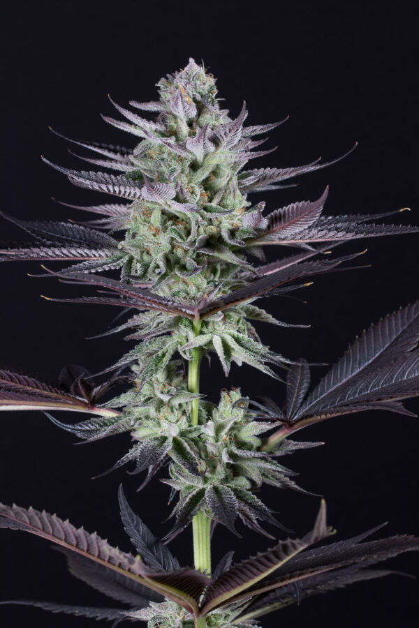 Blueberry Seeds Feminized