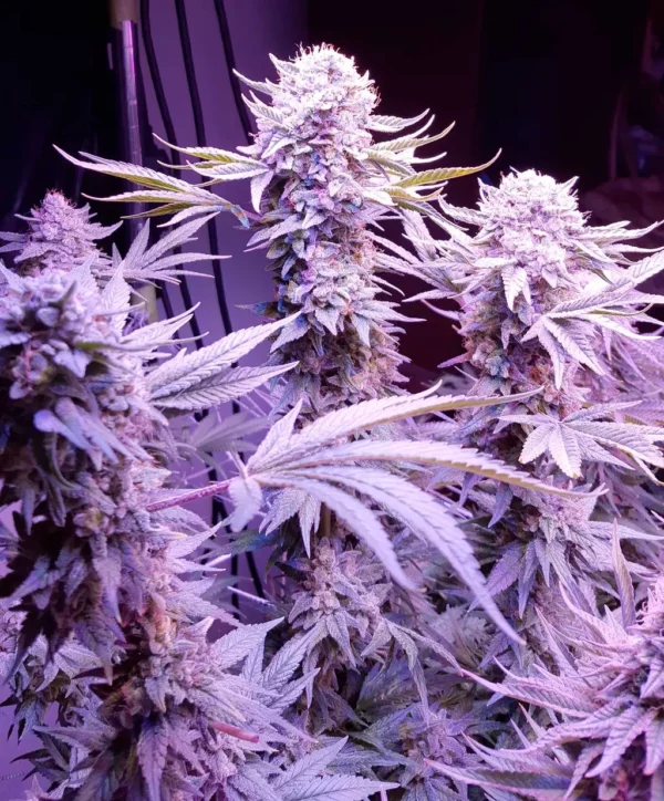 Dosido Seeds Feminized - Image 2