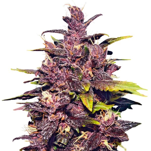 Purple Haze Seeds Feminized - Image 2