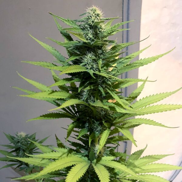 Jack Herer Seeds Feminized - Image 2