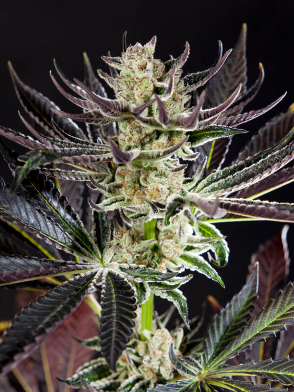 Dosido Seeds Feminized