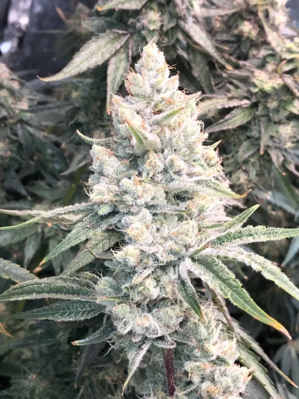 Super Silver Haze Seeds Feminized