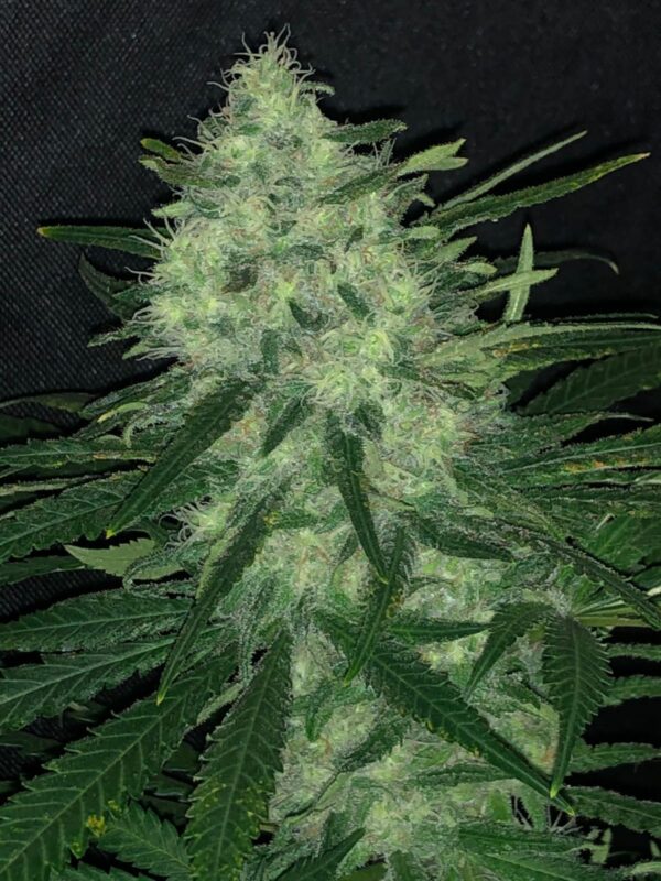 Wedding Cake Seeds Autoflower - Image 3