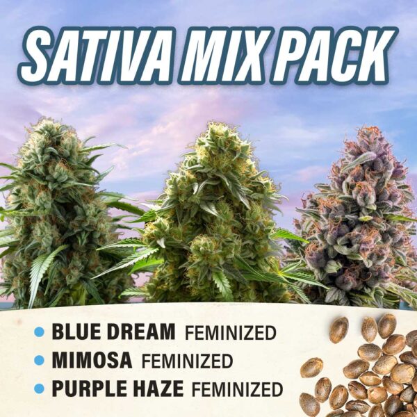 Sativa Mix Pack - Feminized