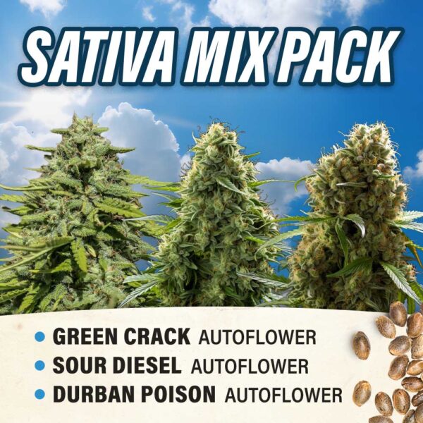 Sativa Mix Pack - Autoflower