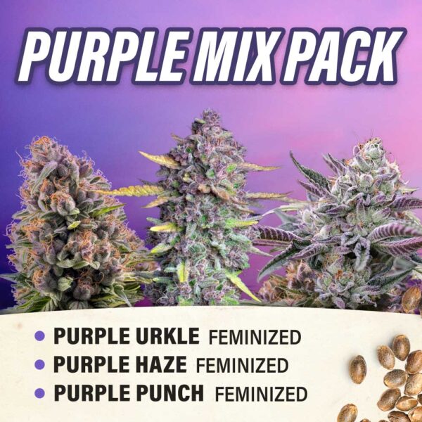 Purple Mix Pack - Feminized