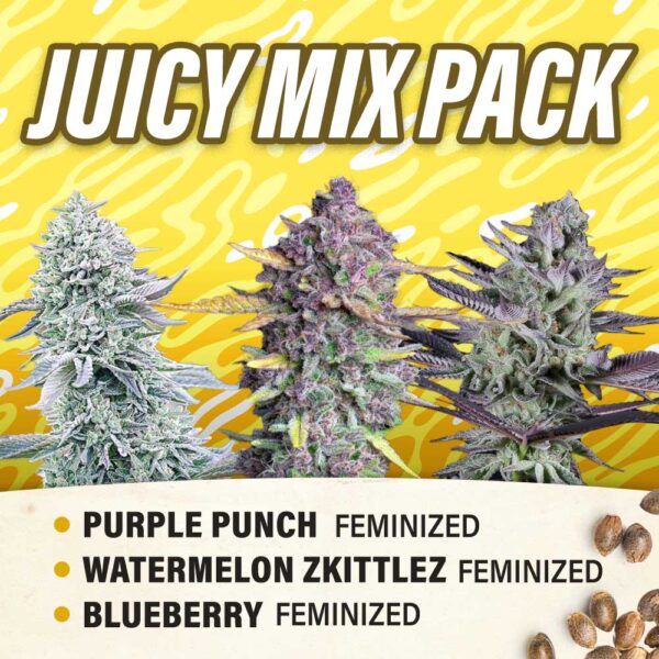 Juicy Mix Pack - Feminized