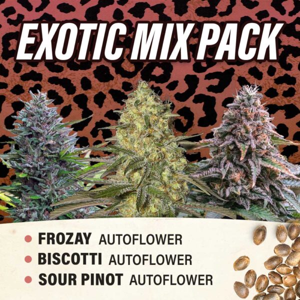 Exotic Mix Pack - Autoflower